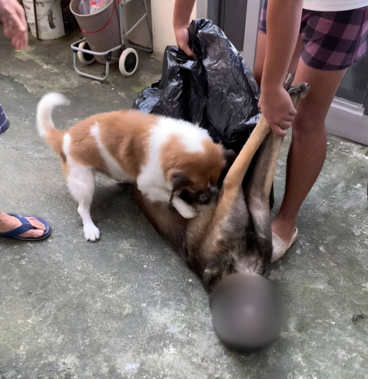 Photo courtesy: Heinz Pelador (Tik Tok)