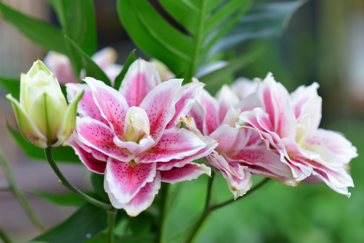 Photo courtesy: Pexels