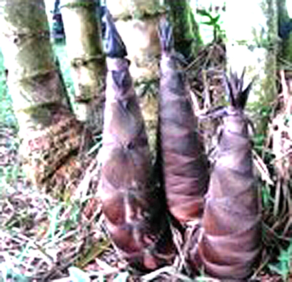 Pagkain ng labong vs obesity