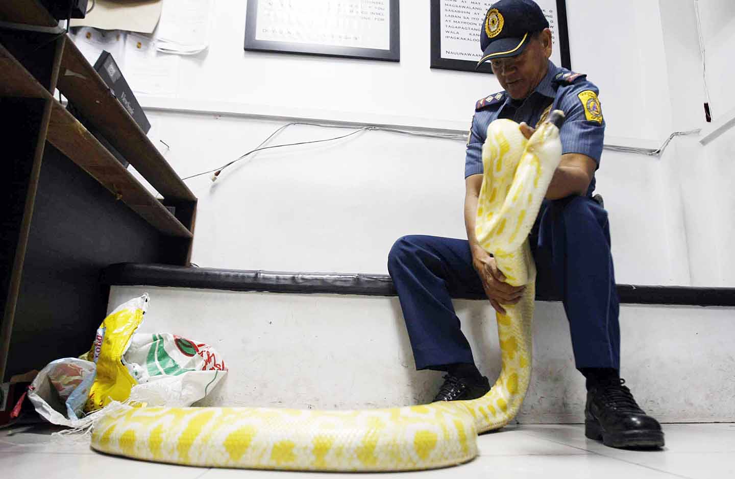 12-talampakang sawa, nahuli sa creek