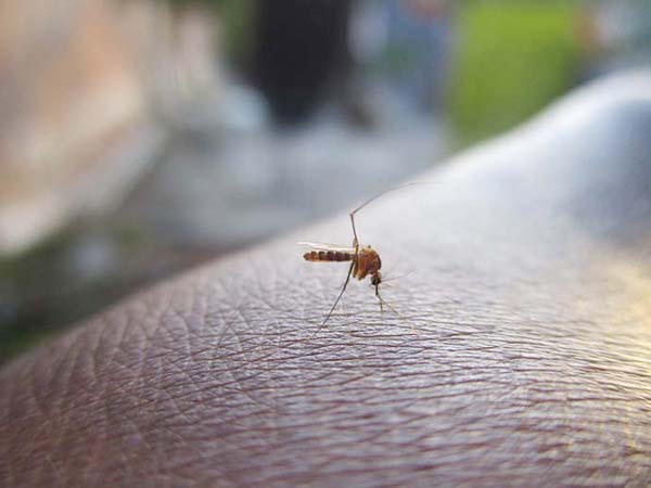 Dengue outbreak, idineklara sa Iloilo