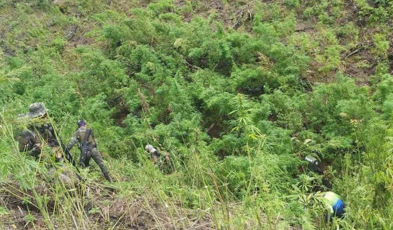 ₱23.4M marijuana plants sa Kalinga, winasak
