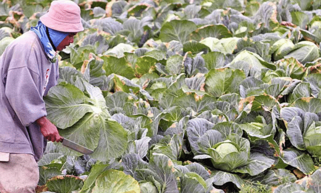 Nararanasang 'frost' sa Benguet, 'di nakaaapekto sa suplay ng gulay