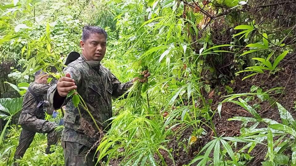 ₱15M tanim na marijuana, winasak sa Cebu