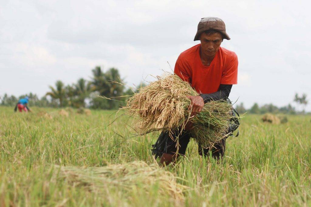 ₱40B, kakailanganin upang sumapat suplay ng bigas sa PH -- DA