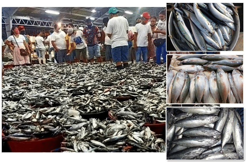 Presyo ng seafood, tumaas -- DA