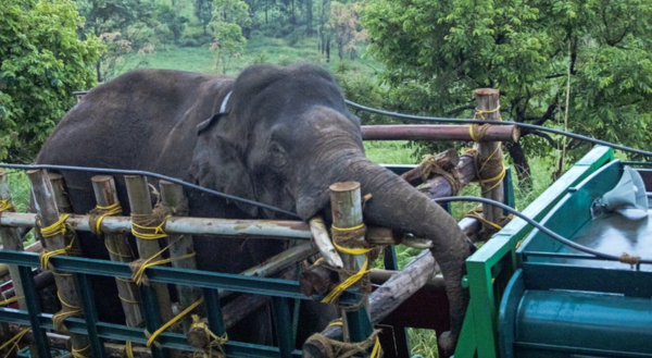 &lsquo;Makatapos makapatay ng 6 katao&rsquo;: Elepante sa India na mahilig sa bigas, nahuli na!